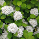 Spiraea betulifolia 'Torgold' - Gelber Birkenblatt-Spierstrauch