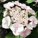 Tellerhortensie - Hydrangea macrophylla 'Teller Weiß'