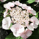 Hydrangea macrophylla 'Teller Weiß' - Tellerhortensie