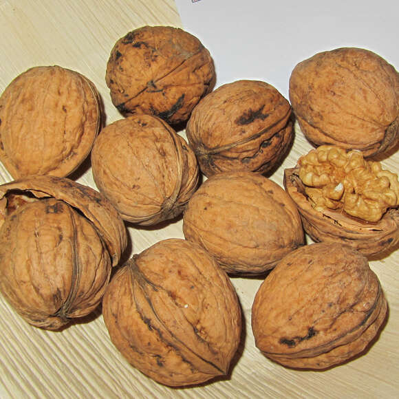 Juglans regia Fruchtsorte: Bild 1/2 Juglans regia Fruchtsorte: Bild 1/2