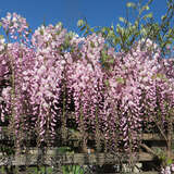 Wisteria floribunda 'Honbeni' ('Rosea') - Blauregen