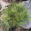 Pinus nigra 'Würstle': Bild 1/1