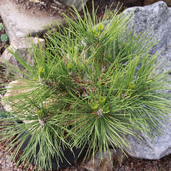 Pinus nigra 'Würstle'