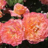 Rose 'Augusta Luise' - Edelrose