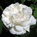 Rose 'Winchester Cathedral' - Englische Strauchrose