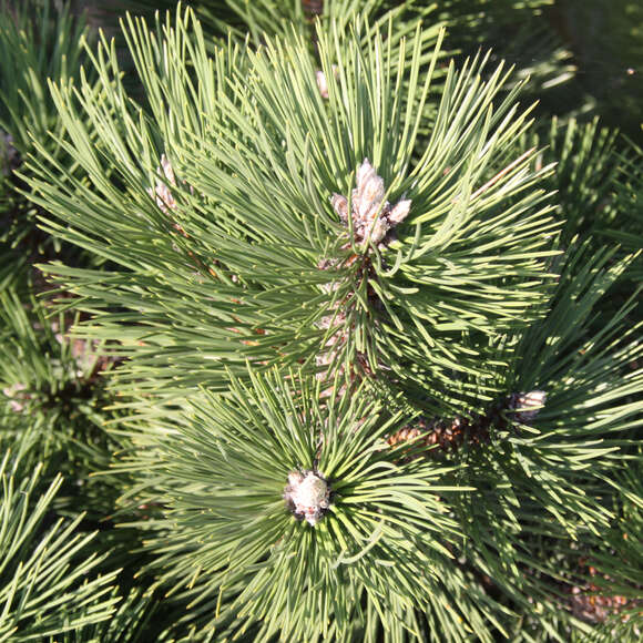 Pinus nigra 'Pygmea': Bild 2/3 Pinus nigra 'Pygmea': Bild 2/3