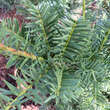 Taxus baccata 'Sieghartskirchen': Bild 3/4