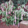 Rostrinucula dependens 'Happy Cascade': Bild 5/12