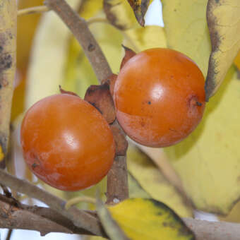 Diospyros virginiana 'SAA Pieper': Bild 3/3