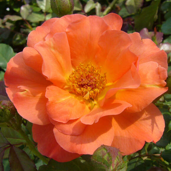 Rose 'Westerland': Bild 1/8 Rose 'Westerland': Bild 1/8