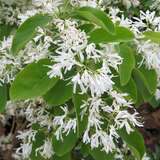 Chionanthus retusus 'Botanica's Beauty' - Schneeflockenstrauch