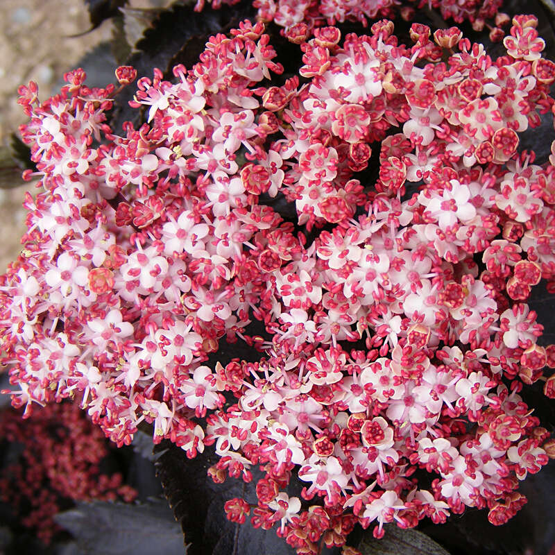 Rotblättriger Säulenholunder - Sambucus nigra 'Black Tower ...