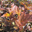 Physocarpus opulifolius 'Diable d'Or': Bild 6/8