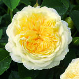 Rose 'The Pilgrim' - Englische Strauch-, Kletterrose