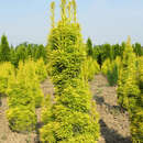 Taxus baccata 'David' - Gold-Säuleneibe