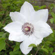 Clematis 'Miss Batemann': Bild 3/3