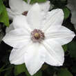 Clematis 'Miss Batemann': Bild 2/3