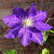 Clematis 'The President': Bild 1/6