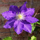 Clematis 'The President' - Waldrebe
