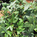 Hedera helix 'Ritterkreuz' - Schmalblättriger Efeu