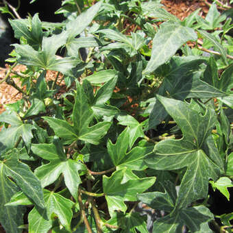 Hedera helix 'Ritterkreuz'