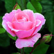 Rose 'The Queen Elizabeth Rose': Bild 2/4