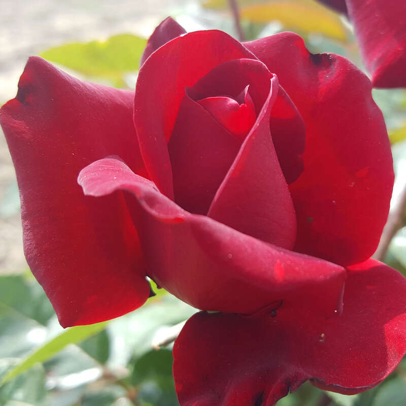 Moderne Edelrose - Rose 'Schwarze Madonna' - rot