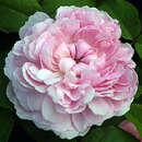 Rose 'Jacques Cartier' (damascena) - Historische Strauchrose