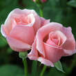 Rose 'The Queen Elizabeth Rose': Bild 3/4