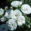 Rose 'Aspirin Rose': Bild 2/4