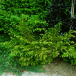 Taxus baccata 'Nissen's Corona': Bild 1/2