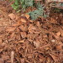 Kokosgranulat Pressblock - Kokosgranulat Pressblock