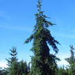 Picea abies 'Rothenhaus': Bild 1/2