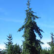 Picea abies 'Rothenhaus': Bild 1/2