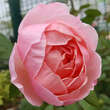 Rose 'Brother Cadfeal': Bild 5/8