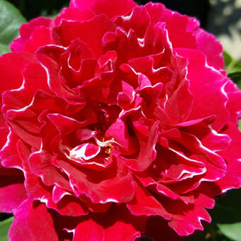 Rose 'Baron Girod de l'Ain (perp.): Bild 2/6