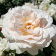 Rose 'Princess of Wales' (’Diana-Rose’): Bild 5/5