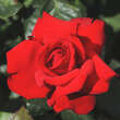 Rose 'Grande Amore': Bild 2/2