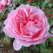 Rose 'Brother Cadfeal': Bild 3/8