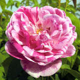 Rose 'Honorine de Brabant' (bourb.) - Historische Strauchrose