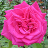 Rose 'Mainauduft' - Moderne Edelrose