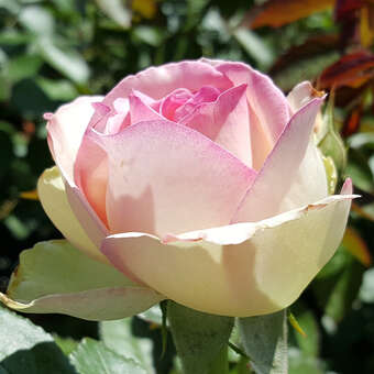 Moderne Strauch-, Kletterrose - Rose 'Eden Rose'