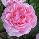 Rose 'Brother Cadfeal' - Englische Strauchrose