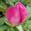 Rose 'Zephirine Drouhin' (bourbon.): Bild 5/5