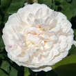 Rose 'Winchester Cathedral': Bild 5/6