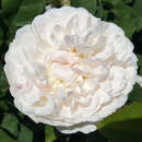 Rose 'Winchester Cathedral' - Englische Strauchrose