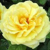 Rose 'Michelangelo' - Moderne Edelrose