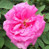 Rose 'Zephirine Drouhin' (bourbon.) - Historische Kletterrose