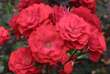 Rose 'Feuerwerk': Bild 3/5