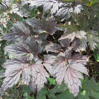 Actaea simplex 'Brunette': Bild 4/4